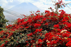 Screenshot_20241211_173851_Gallery