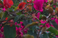 Screenshot_20250209_181825_Gallery