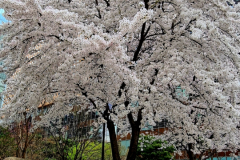 Screenshot_20240409_095226_Gallery