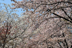 Screenshot_20240409_100201_Gallery