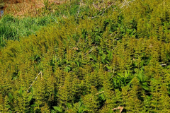 Screenshot_20240603_130847_Gallery