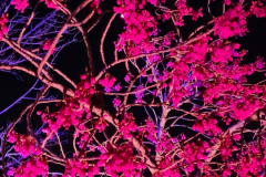 Screenshot_20240316_085324_Gallery