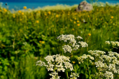 Screenshot_20240629_165948_Gallery