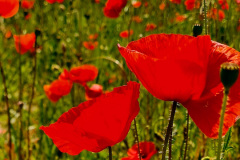 Screenshot_20240613_134938_Gallery