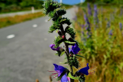 Screenshot_20240618_164244_Gallery